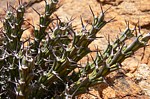 Euphorbia petricola Voi zapadne GPS164 Kenya 2012_PV0298.jpg